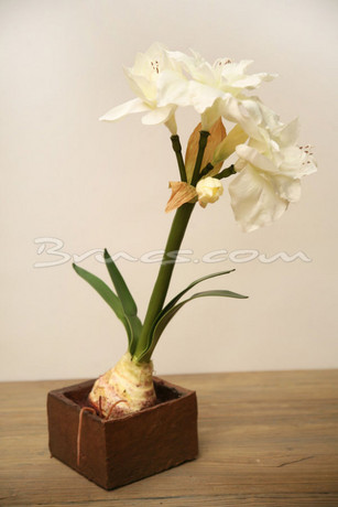 images/virtuemart/category/m/50006